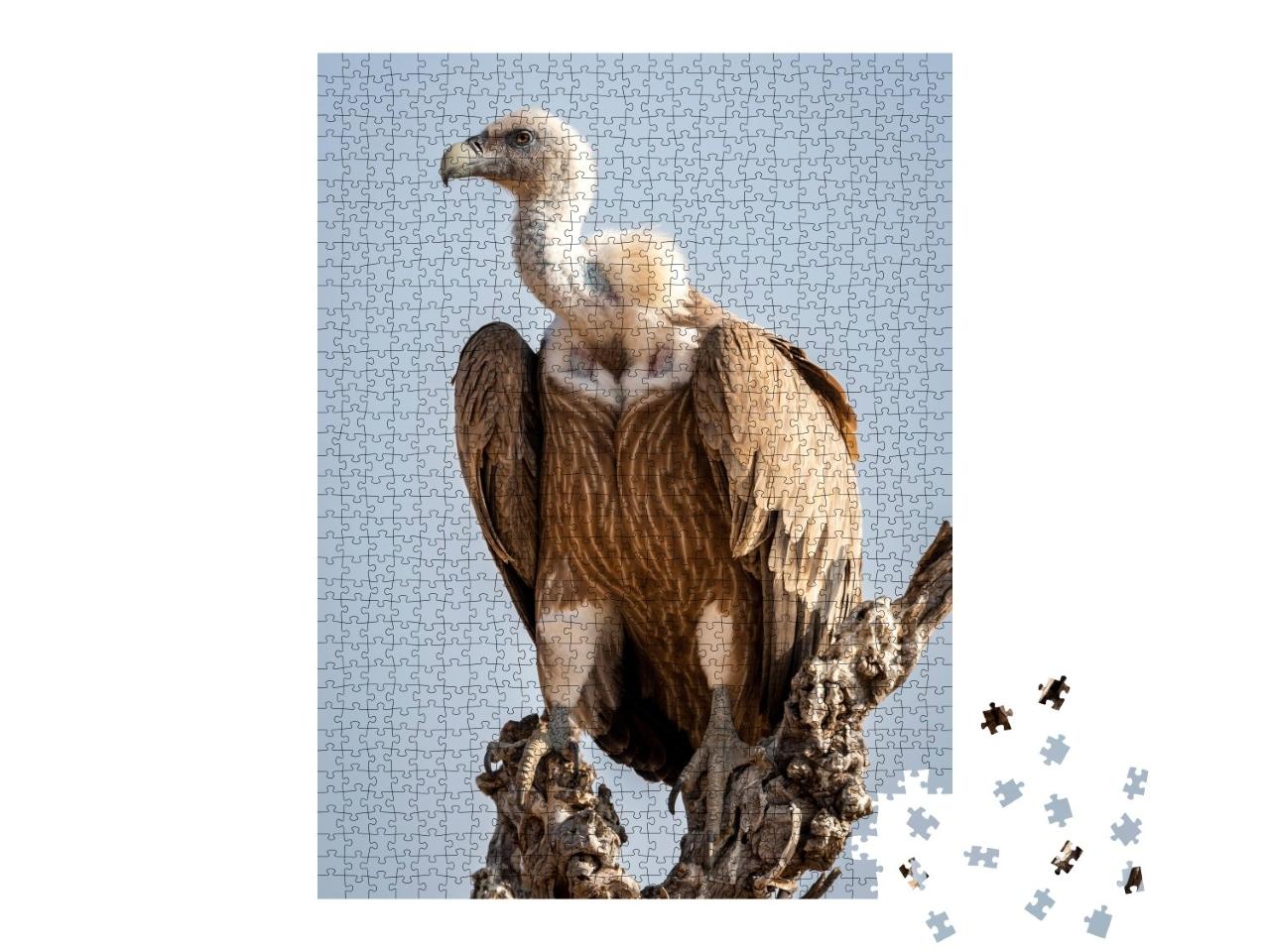 Puzzle de 1000 pièces « Vautour fauve sur un arbre dans le parc national de Jaisalmer Rajasthan, Inde »