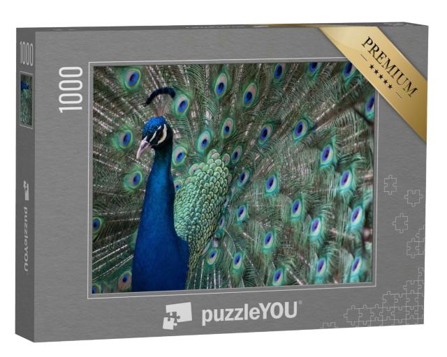 Puzzle de 1000 pièces « Un paon aux plumes déployées »
