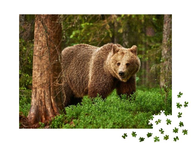 Puzzle de 1000 pièces « Un ours brun, en liberté dans la taïga finlandaise »