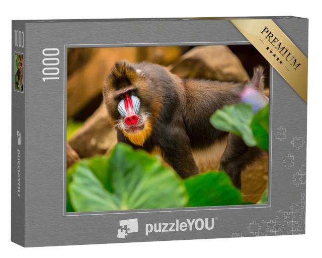 Puzzle de 1000 pièces « Un mandrill avec un visage arc-en-ciel typique de l'espèce »