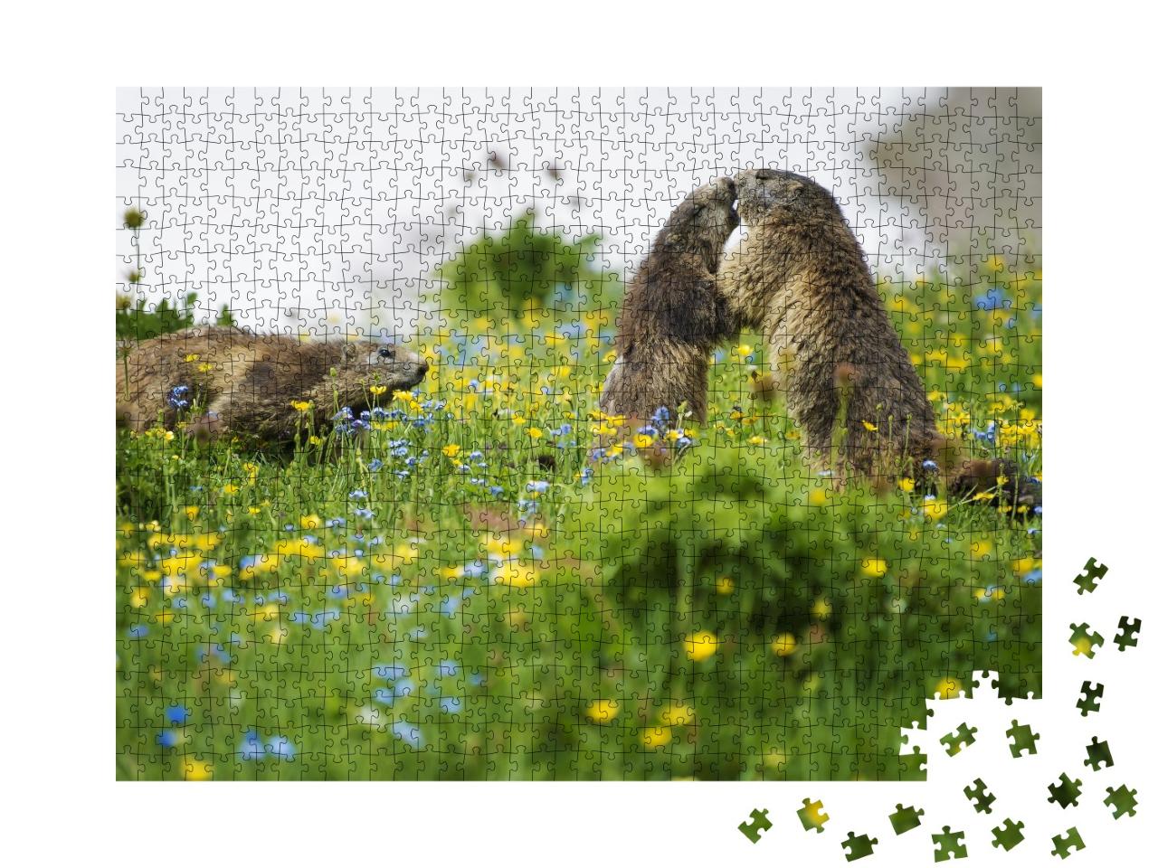 Puzzle de 1000 pièces « Scène d'un rituel de reconnaissance de la marmotte »