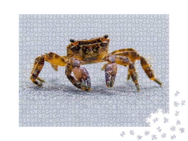 Puzzle de 1000 pièces « Crabe de plage se promenant au bord de la mer »