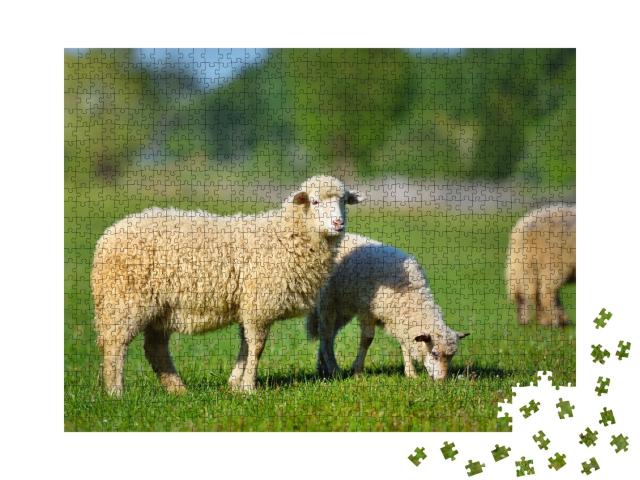 Puzzle de 1000 pièces « Deux jeunes moutons blancs dans une prairie d'herbe verte »