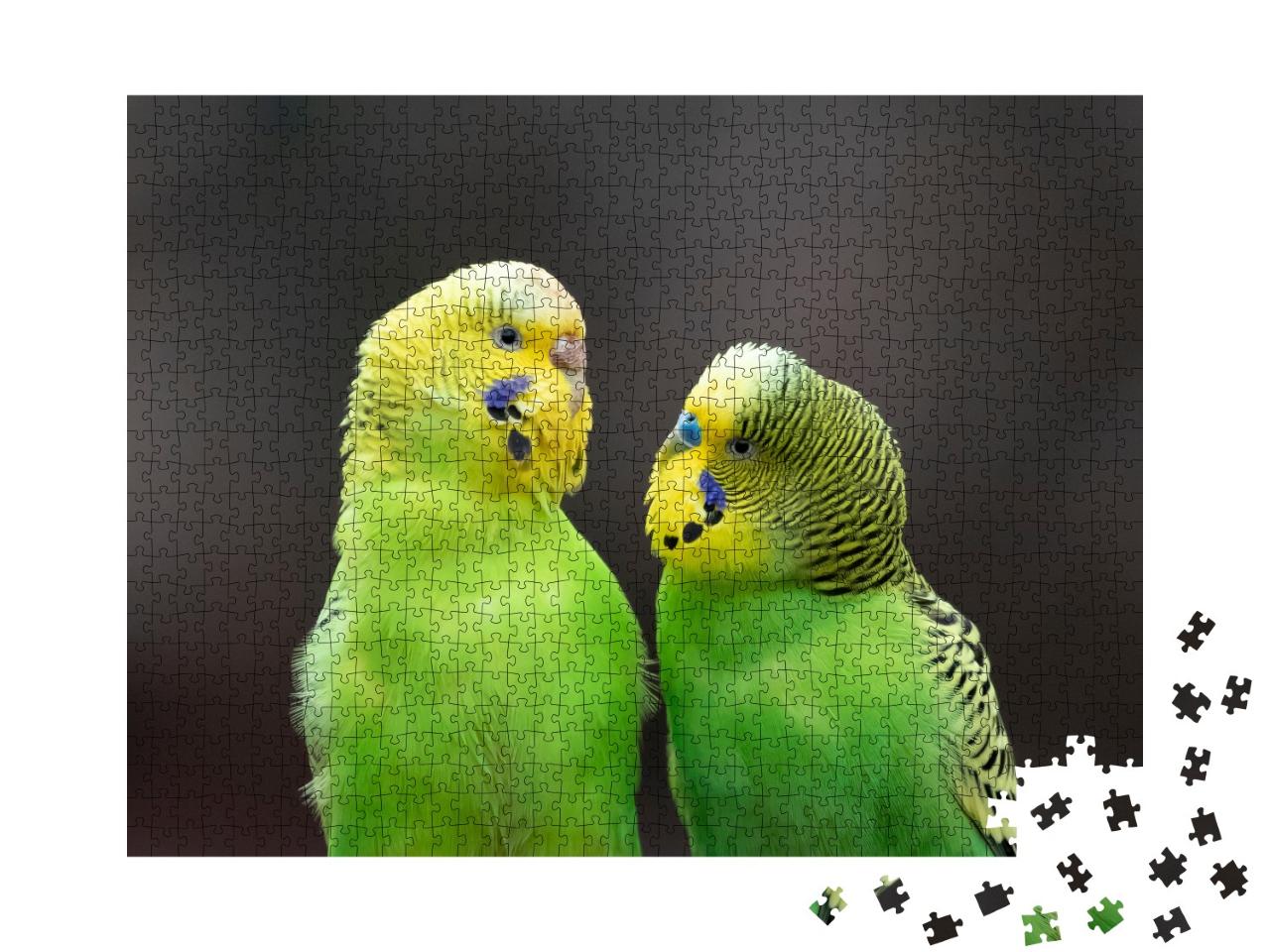 Puzzle de 1000 pièces « Portrait de perruches vertes et jaunes »