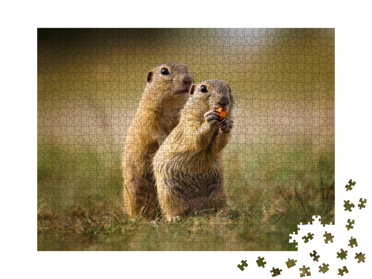 Puzzle de 1000 pièces « Photo de la nature : d'adorables écureuils terrestres »