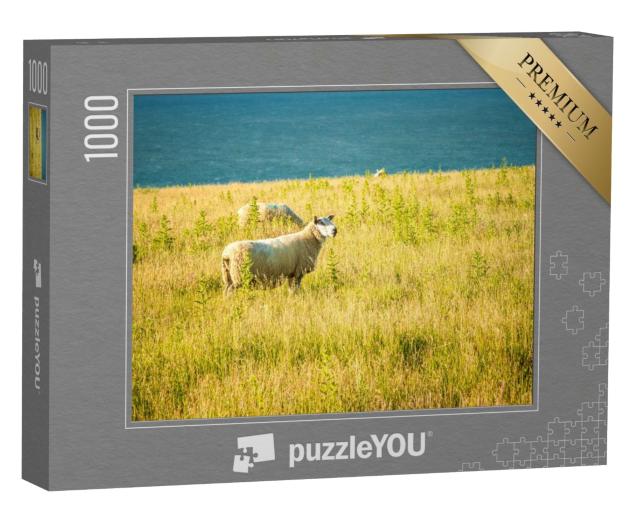 Puzzle de 1000 pièces « Des moutons paissent au coucher du soleil près de Boulogne-sur-Mer, sur la côte de la Manche. »