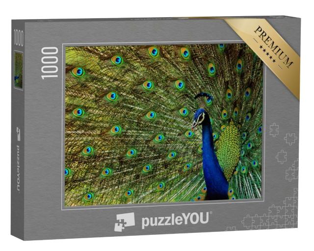 Puzzle de 1000 pièces « Un beau paon oiseau »