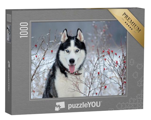 Puzzle de 1000 pièces « Husky sibérien aux yeux bleus en hiver »