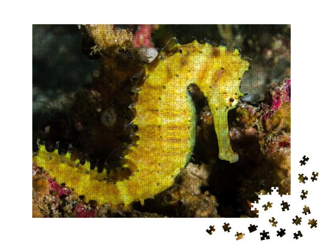 Puzzle de 1000 pièces « Hippocampe sur un récif corallien, Thaïlande »