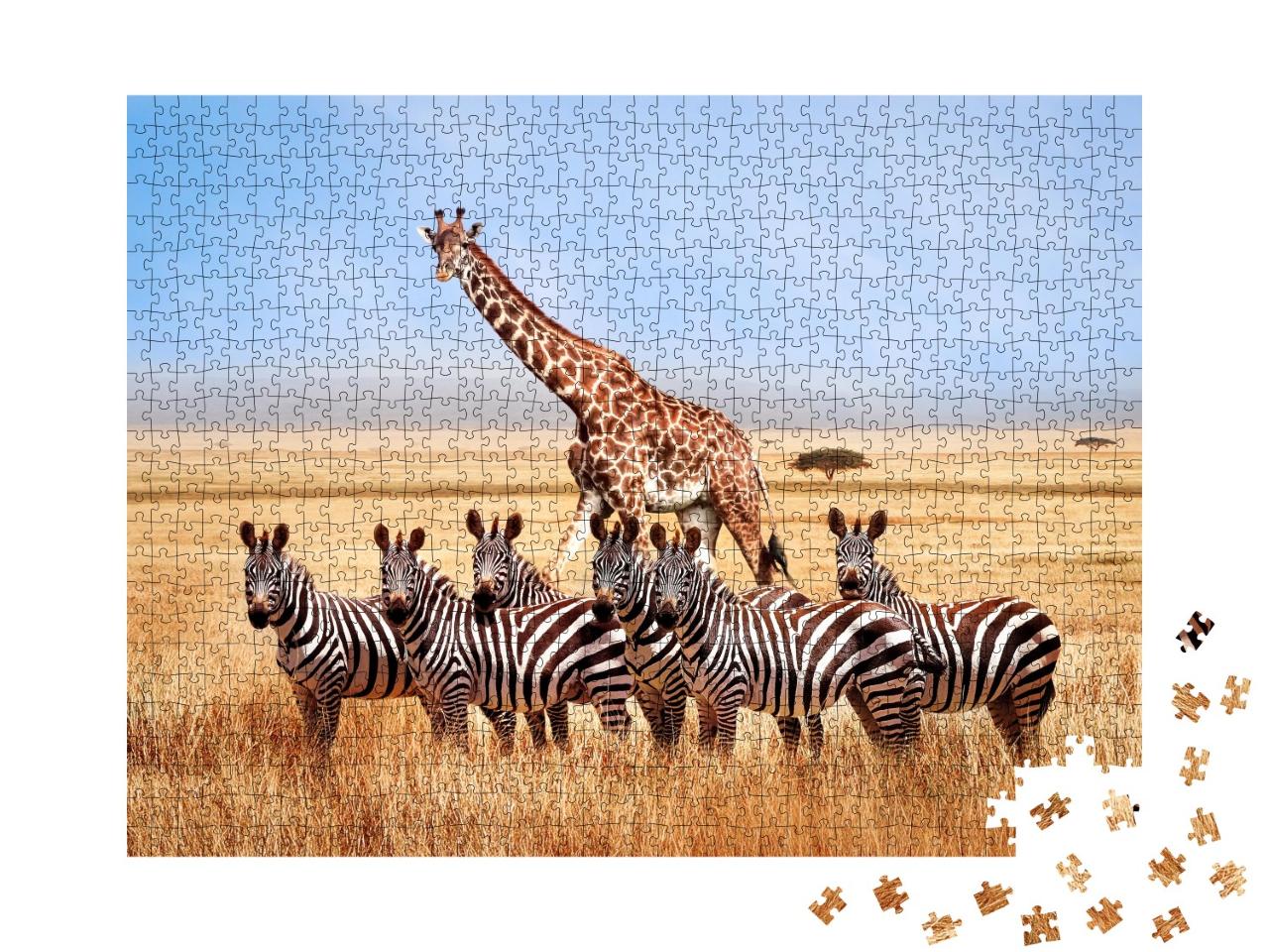 Puzzle de 1000 pièces « Groupe de zèbres et de girafes dans la savane africaine, Tanzanie »