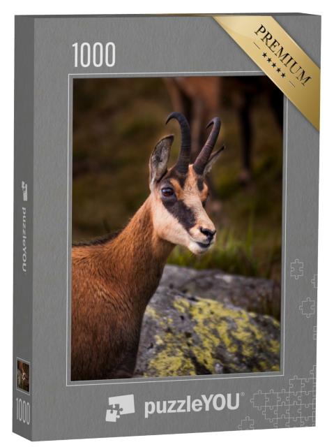 Puzzle de 1000 pièces « Portrait d'un chamois dans la nature »