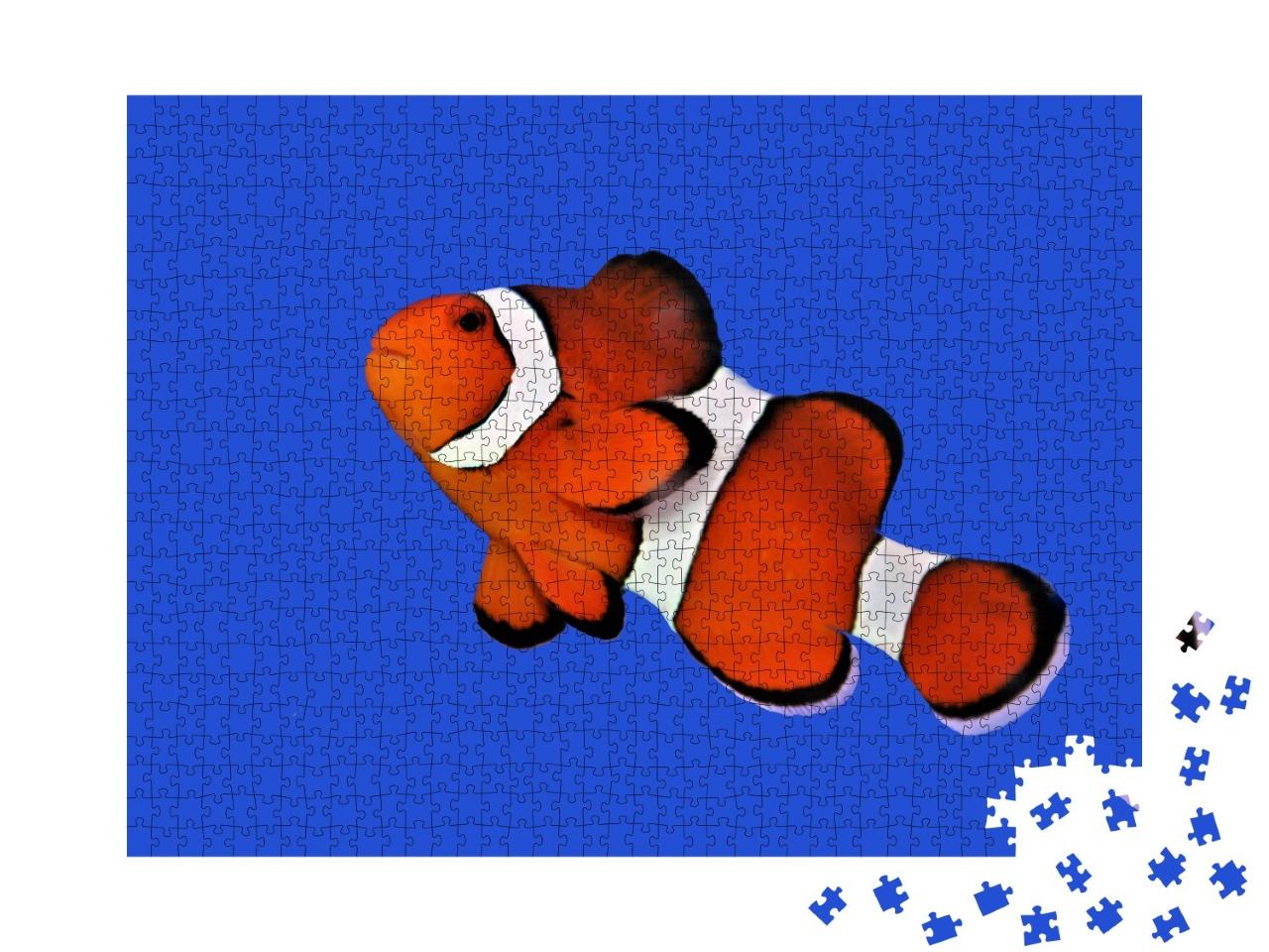 Puzzle de 1000 pièces « Poisson-clown orange, poisson-clown percula »