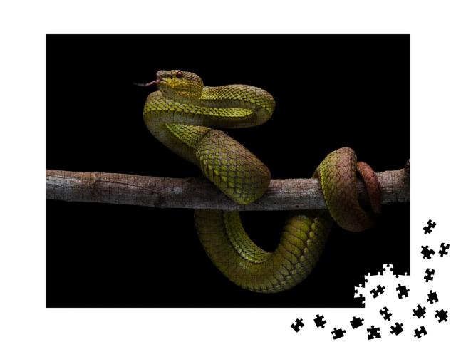 Puzzle de 1000 pièces « Serpent venimeux, reptile endémique de Java »
