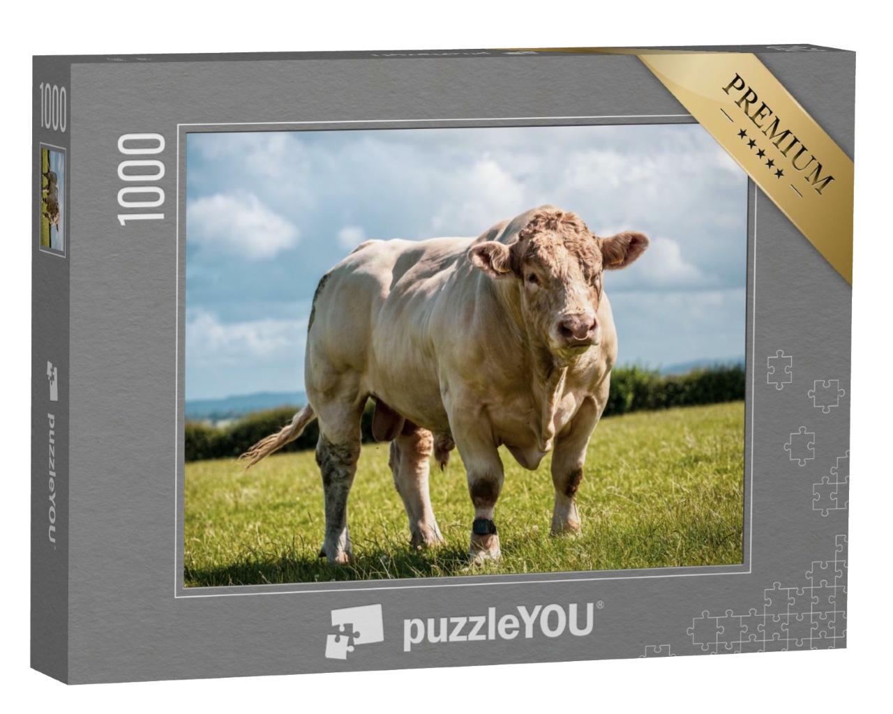 Puzzle de 1000 pièces « Le taureau charolais montre ses muscles dans les champs »
