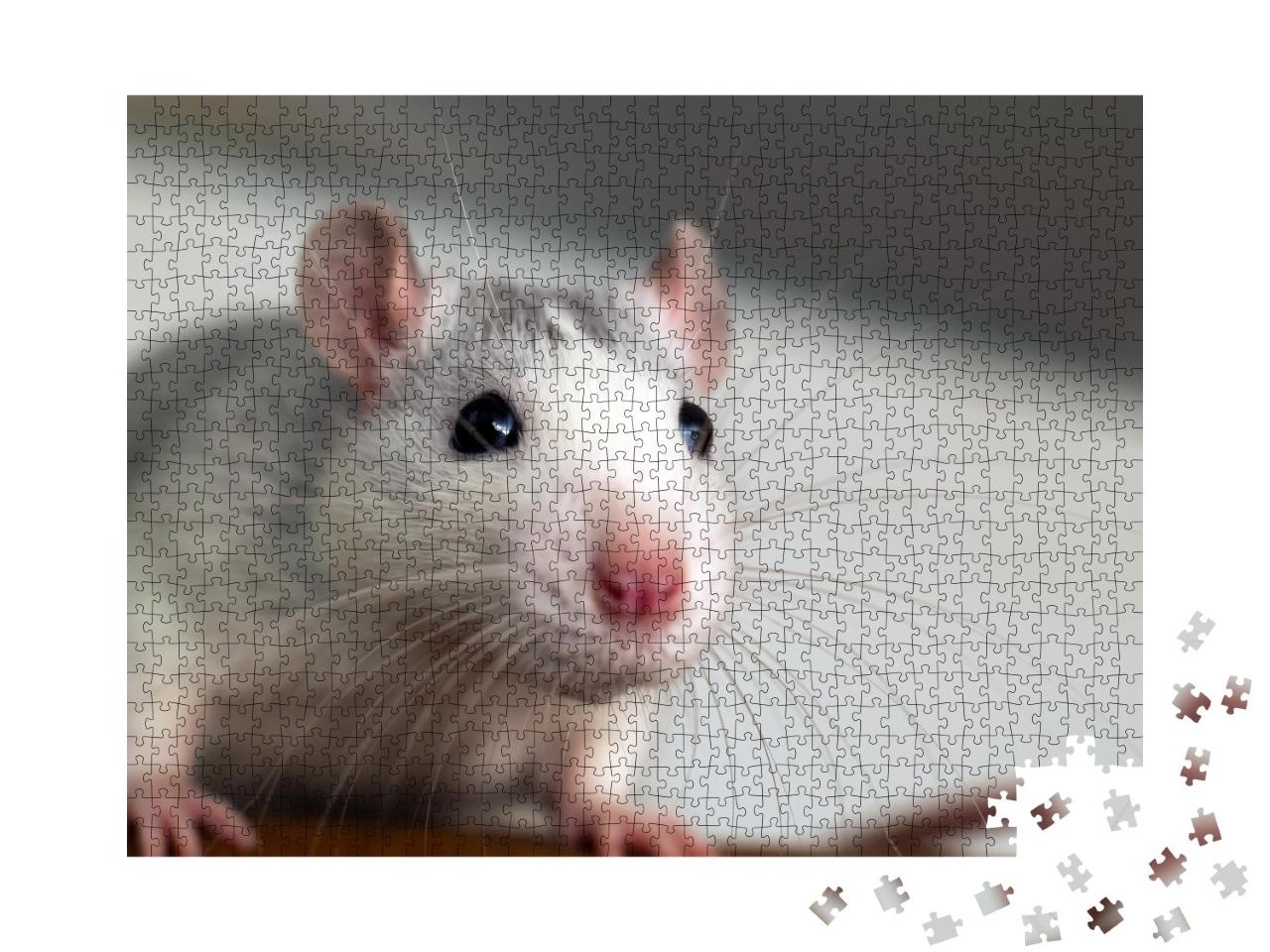 Puzzle de 1000 pièces « Gros plan sur un drôle de rat blanc domestique »