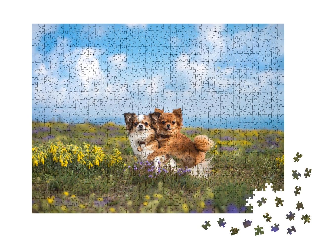 Puzzle de 1000 pièces « Chihuahua dans un pré vert »