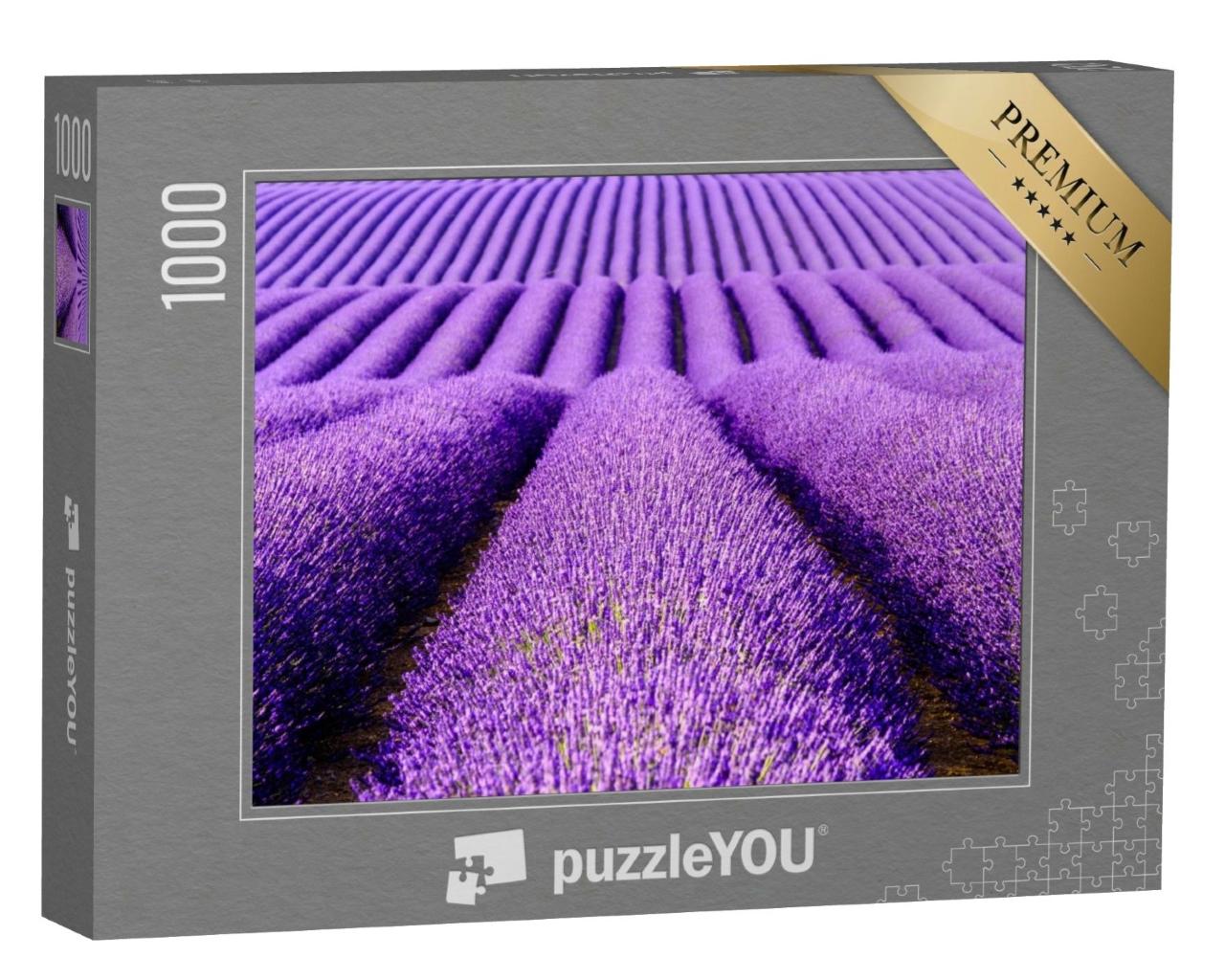 Puzzle de 1000 pièces « Fleurs de lavande sur le plateau de Valensole, Provence, France »