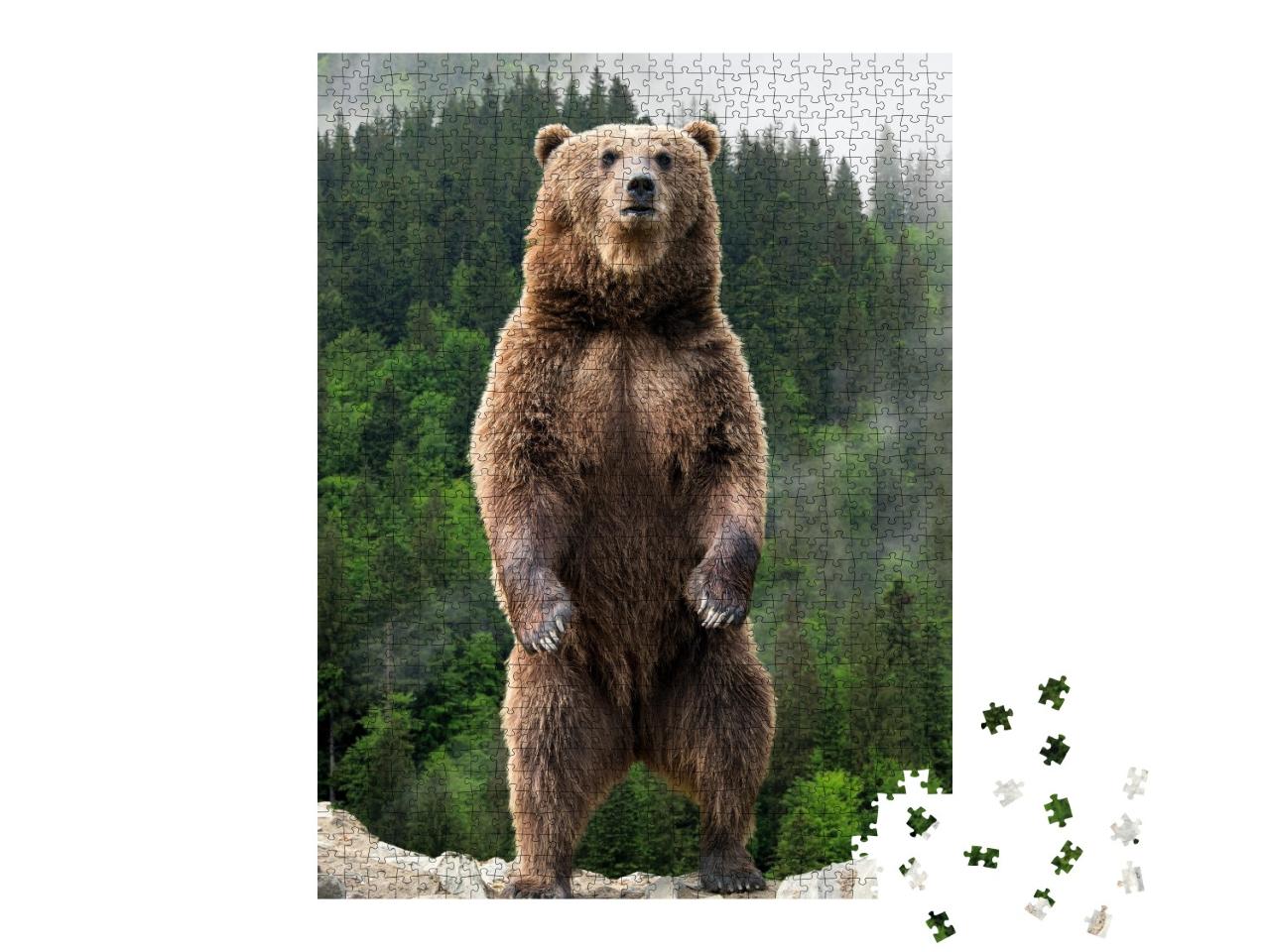 Puzzle de 1000 pièces « Impressionnant : l'ours brun sur ses pattes arrière »