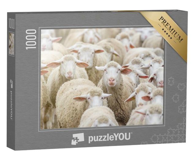 Puzzle de 1000 pièces « Un troupeau de moutons »