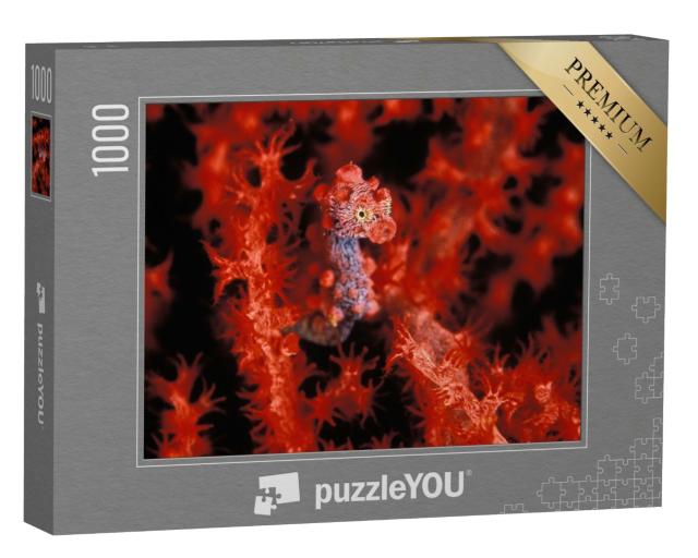 Puzzle de 1000 pièces « Un hippocampe pygmée rouge vif »