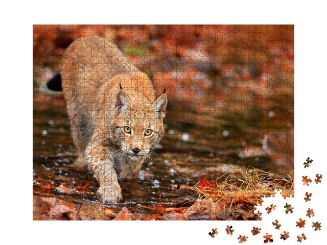Puzzle de 1000 pièces « Lynx en chasse dans la forêt d'automne »