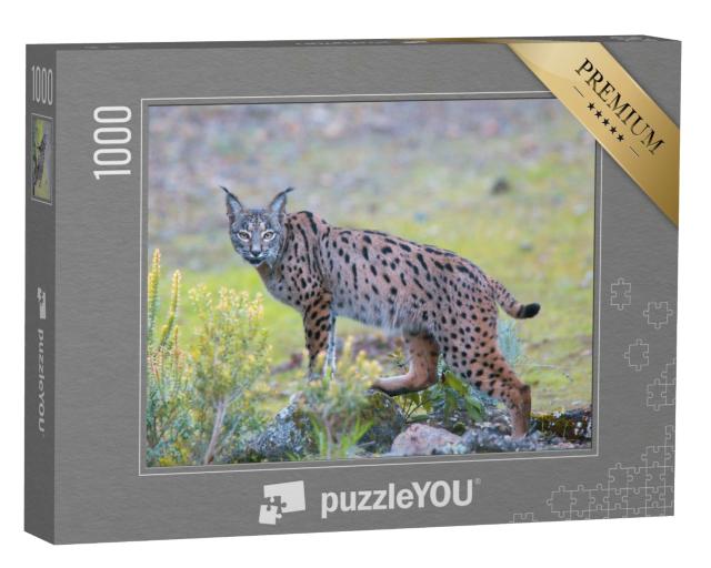 Puzzle de 1000 pièces « Lynx ibérique dans la Sierra Morena, Andalousie »