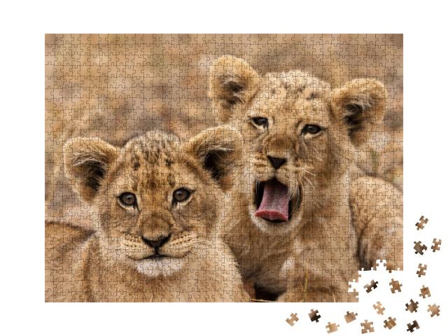 Puzzle de 1000 pièces « Jeunes lions »