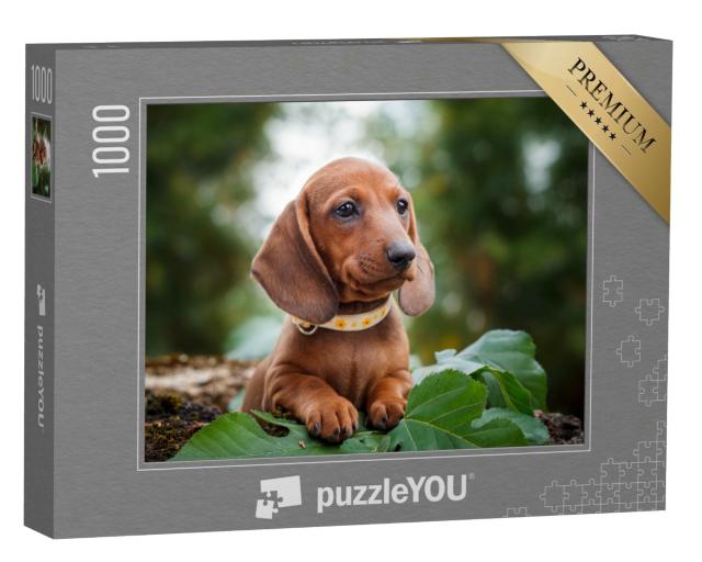 Puzzle de 1000 pièces « Adorables chiots teckels »