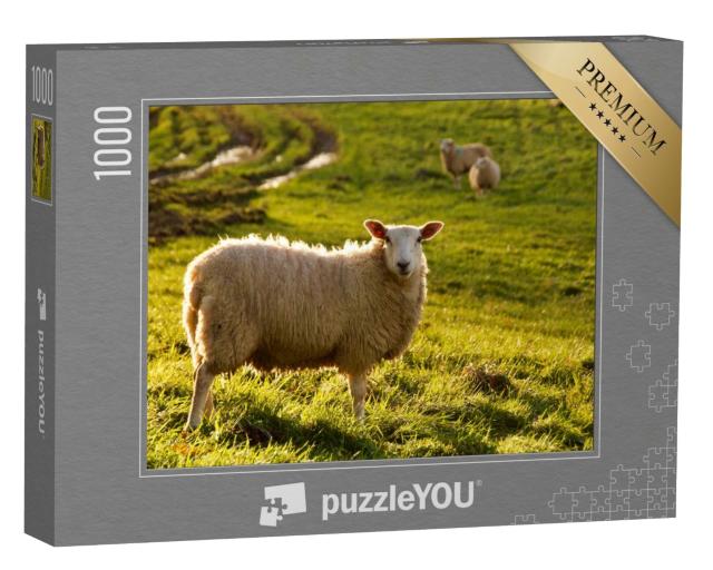 Puzzle de 1000 pièces « Mouton dans une prairie avec le soleil de novembre »