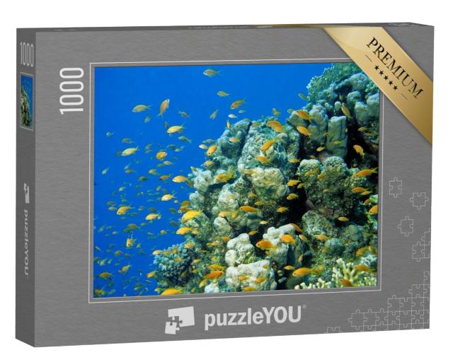 Puzzle de 1000 pièces « Perches-drapeaux Anthias sur un récif corallien tropical en mer Rouge, Égypte »