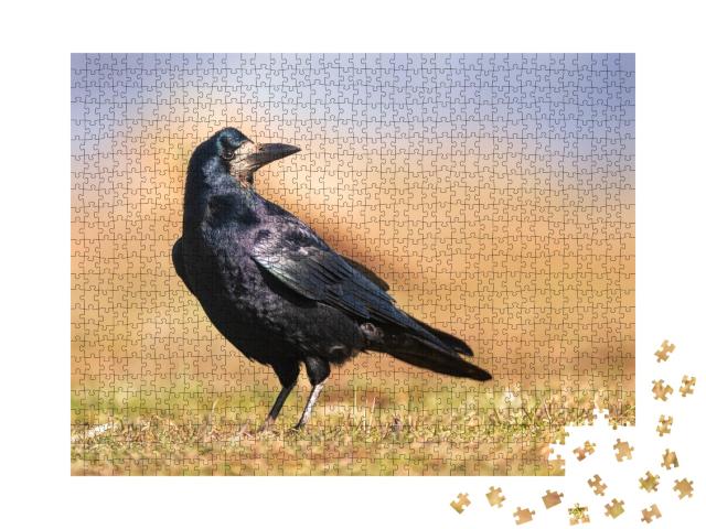 Puzzle de 1000 pièces « Plumage noir et brillant d'un corbeau freux »