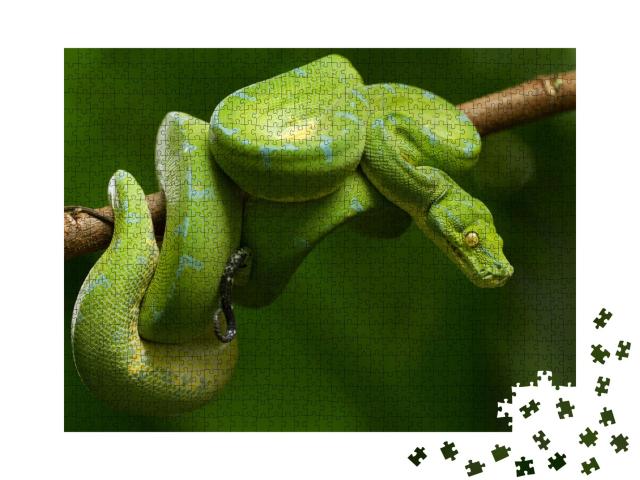 Puzzle de 1000 pièces « Python arboricole en vert vif »