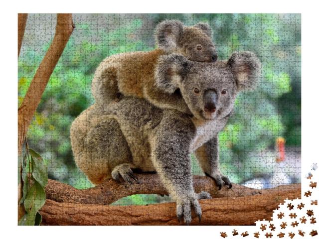 Puzzle de 2000 pièces « Mère koala avec bébé sur le dos sur un eucalyptus »