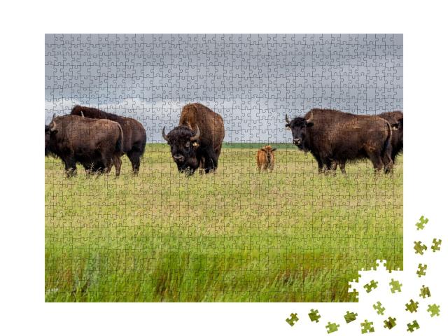Puzzle de 1000 pièces « Un troupeau de bisons des prairies avec un veau, Canada »