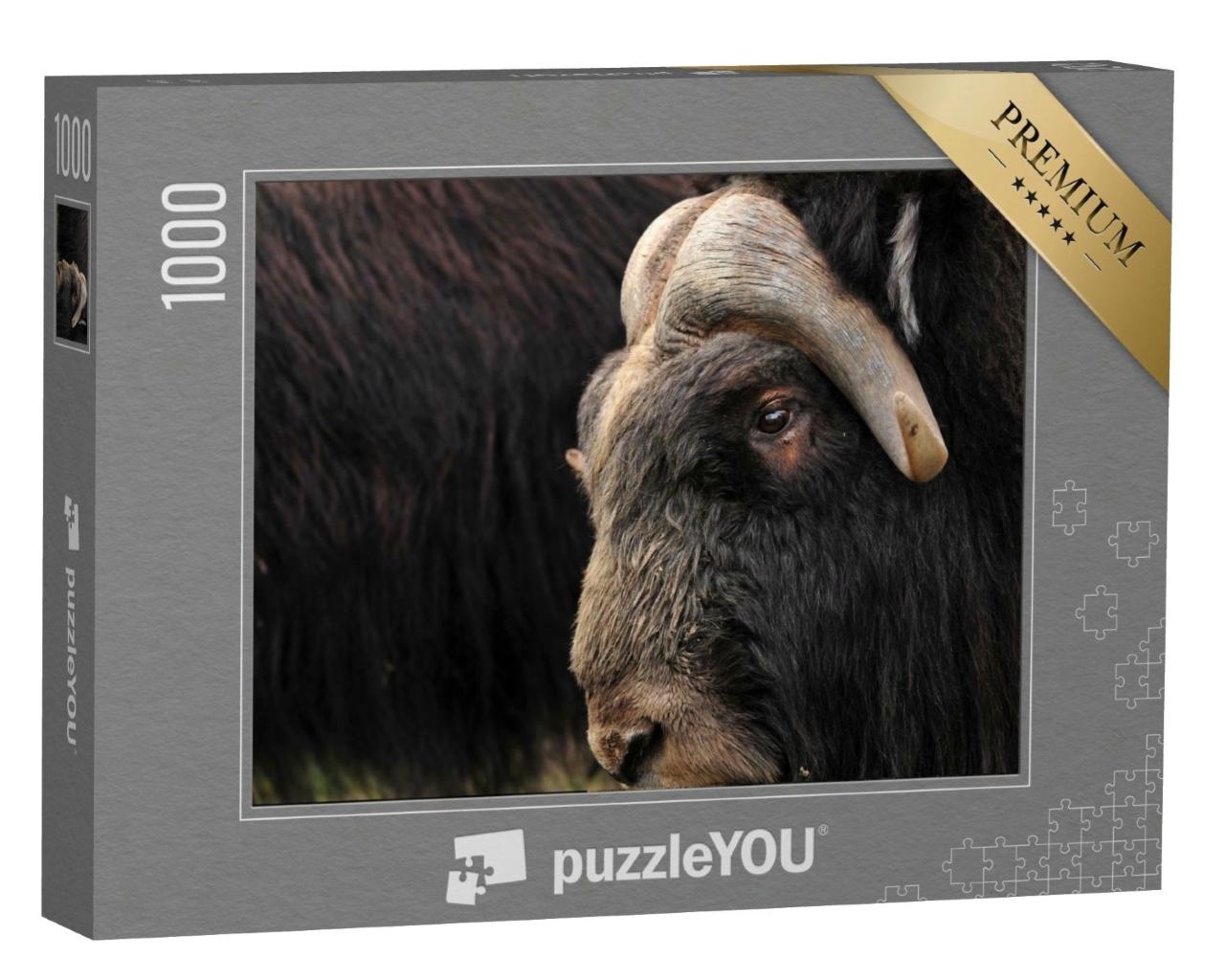 Puzzle de 1000 pièces « Gros plan sur un bœuf musqué »