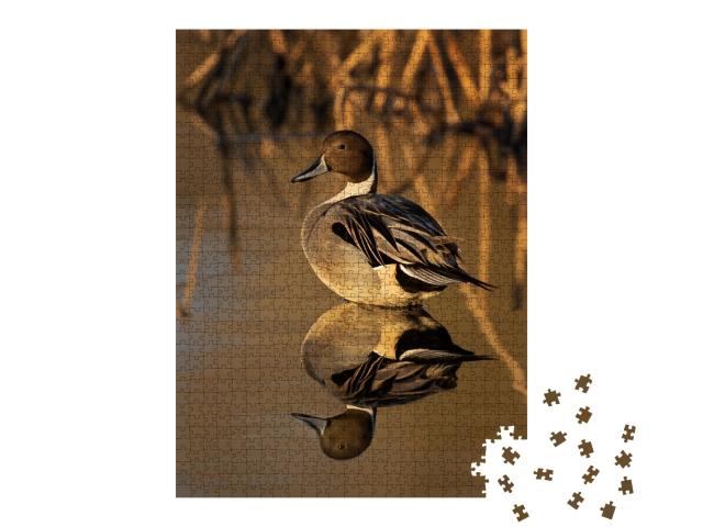 Puzzle de 1000 pièces « Canard pilet dans la lumière dorée avec des roseaux en arrière-plan »