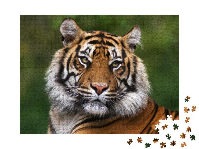 Puzzle de 1000 pièces « Portrait d'un tigre du Bengale »
