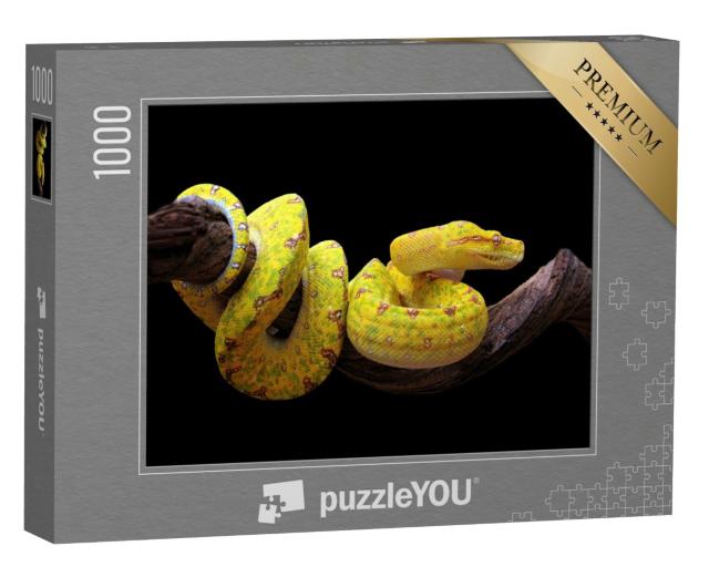 Puzzle de 1000 pièces « Python jaune arboricole, enlacé sur une branche »