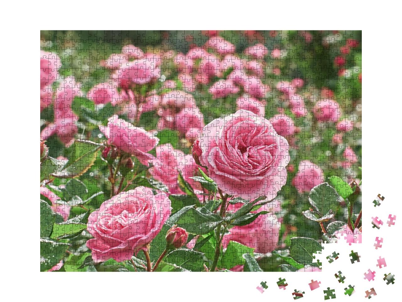 Puzzle de 1000 pièces « Une mer de roses roses »