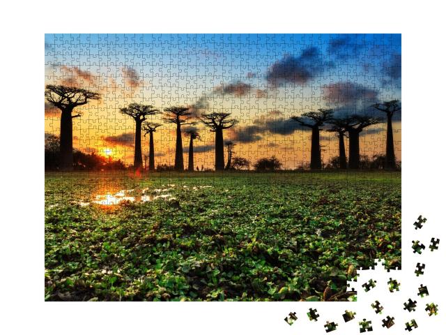 Puzzle de 1000 pièces « Baobabs ancestraux sur l'allée des baobabs, Madagascar »