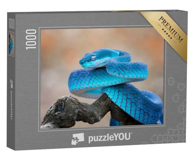 Puzzle de 1000 pièces « Vipère bleue »