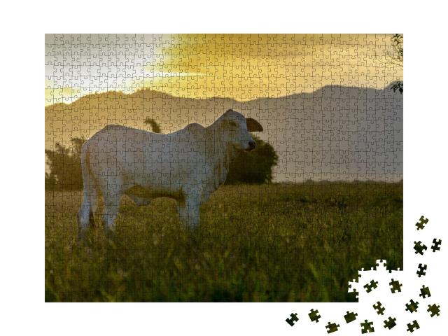 Puzzle de 1000 pièces « Bœuf Nelore au pâturage au coucher du soleil »