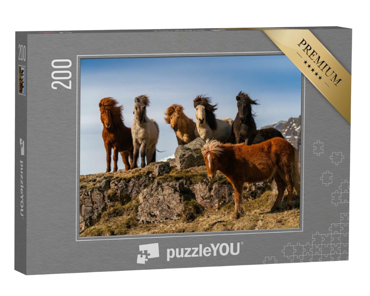 Puzzle de 200 pièces « Un troupeau de chevaux islandais dans le vent rude »