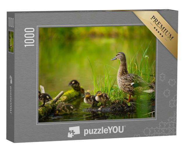 Puzzle de 1000 pièces « Canard colvert femelle avec petits canetons sur une rivière »