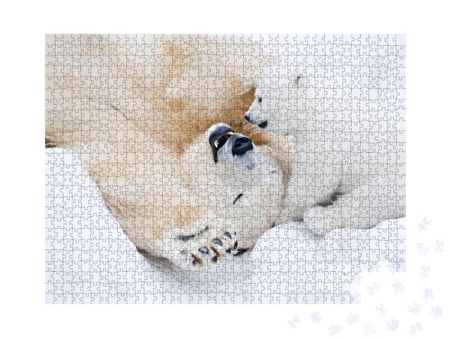 Puzzle de 1000 pièces « Une ourse polaire joue dans la neige avec son petit garçon »