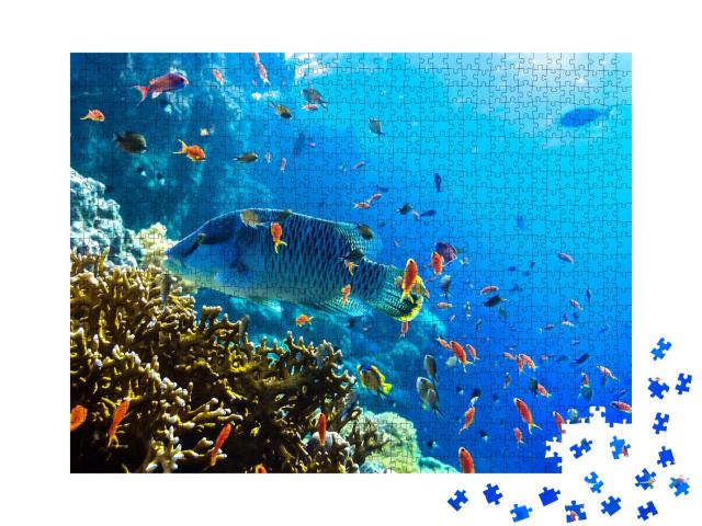 Puzzle de 1000 pièces « Divers poissons sous-marins multicolores »