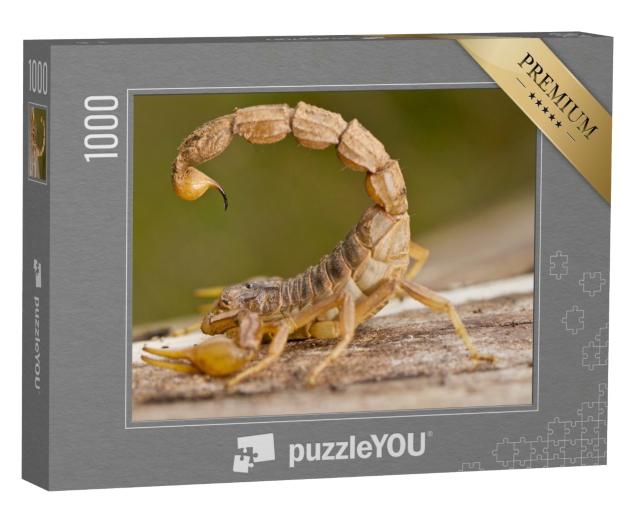 Puzzle de 1000 pièces « Détail d'un scorpion Buthus »