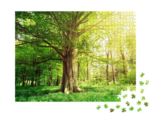Puzzle de 1000 pièces « Forêt de hêtres avec un vieil arbre au soleil »