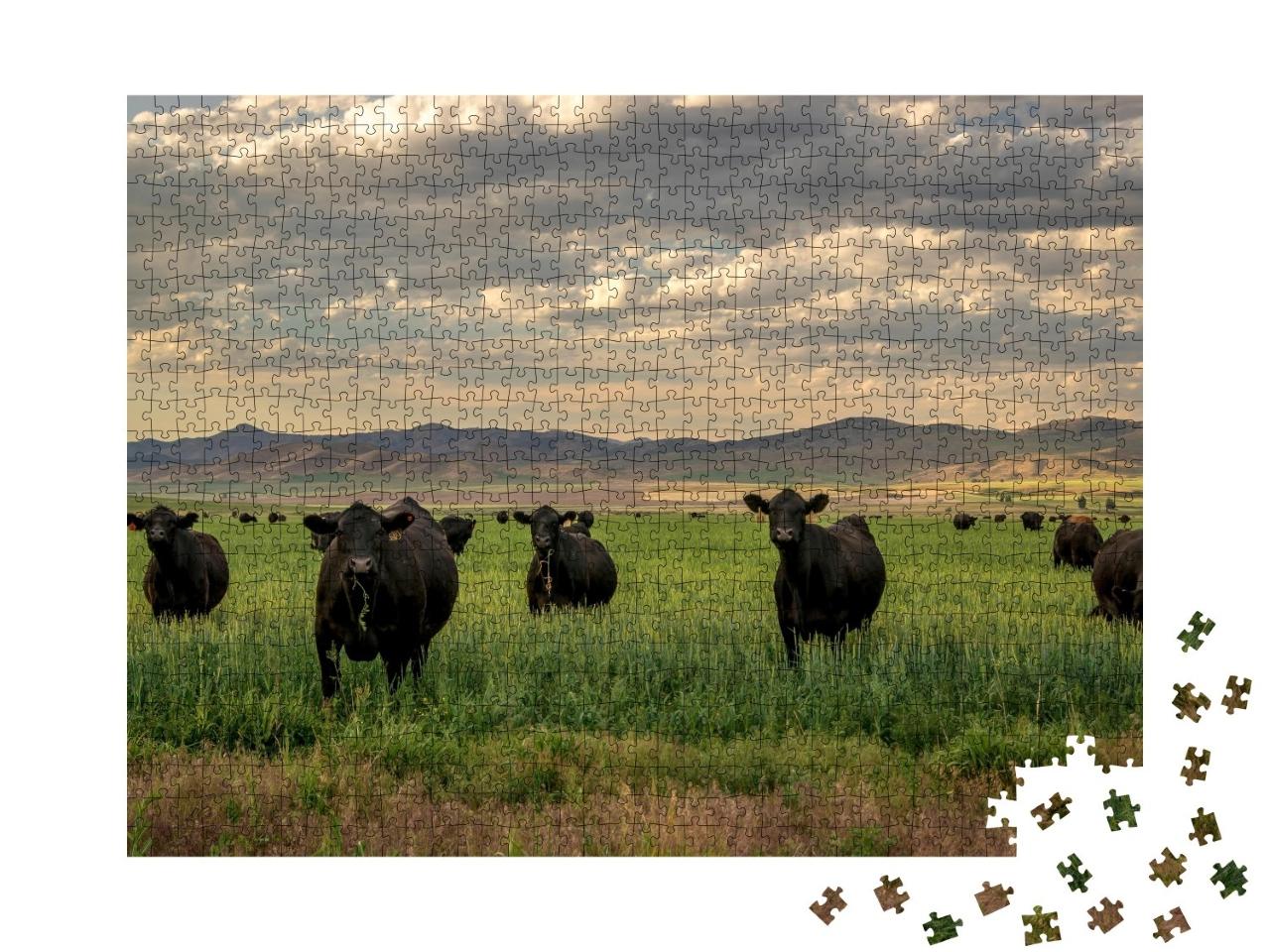 Puzzle de 1000 pièces « Troupeau de bovins Black Angus dans un champ d'herbe »
