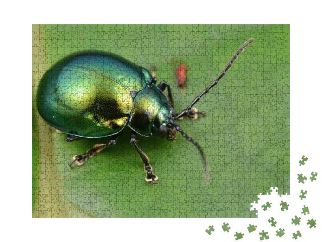 Puzzle de 1000 pièces « Macrophotographie d'une chrysomèle verte et brillante »